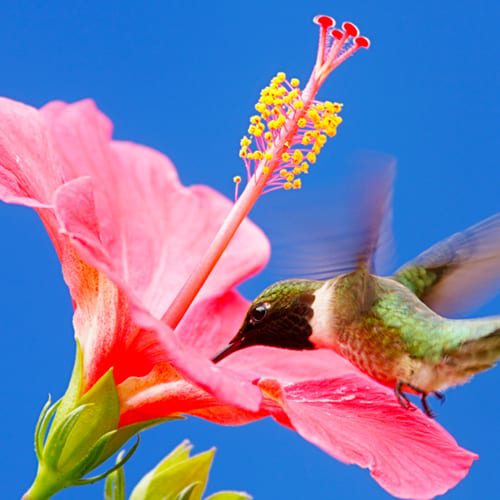 hummingbird