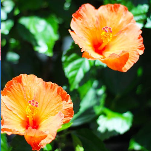 hibiscus
