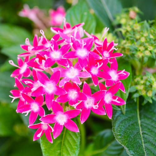 pentas