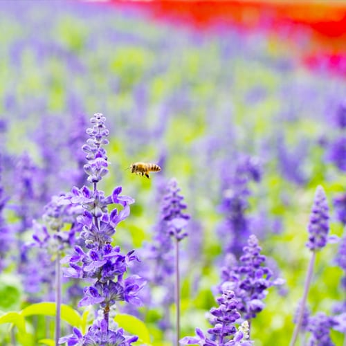salvia