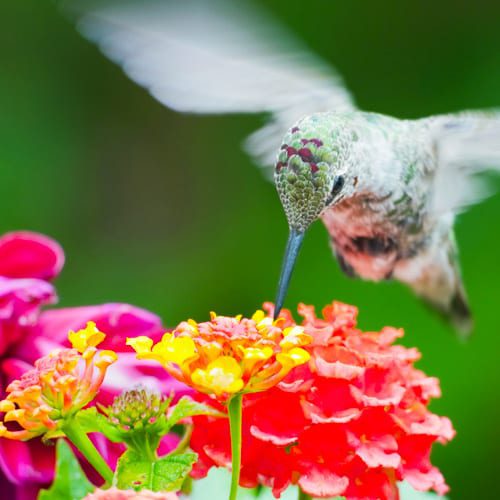 lantana with hummingbird