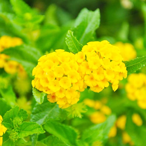 yellow lantana