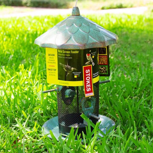 bird feeder