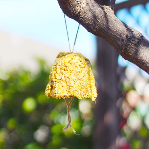 Bird Seed Bell in Tree for DIY Bird Seed Bells | Calloway's Nursery
