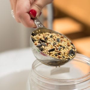 bird seed