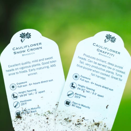 cauliflower plant tags