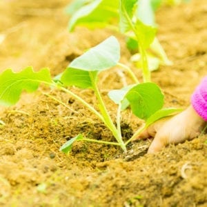 plant at proper depth