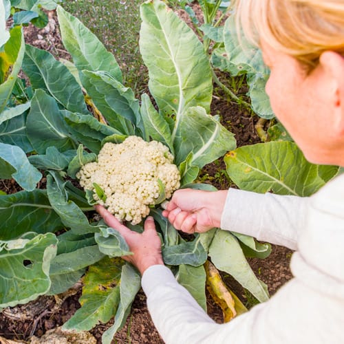 harvesting cauliflower