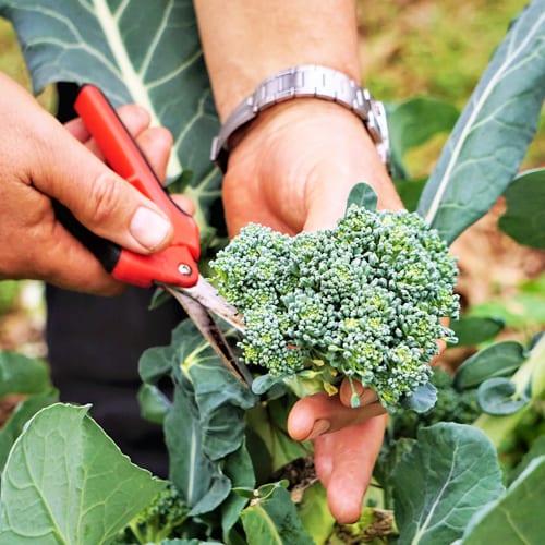 harvesting broccoli