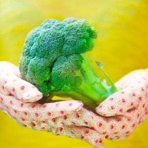 broccoli harvest