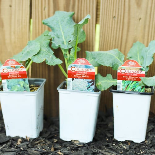 broccoli plants