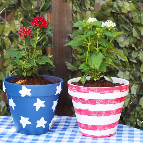 pentas in pottery