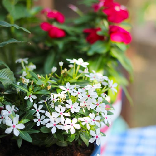 white catharanthus