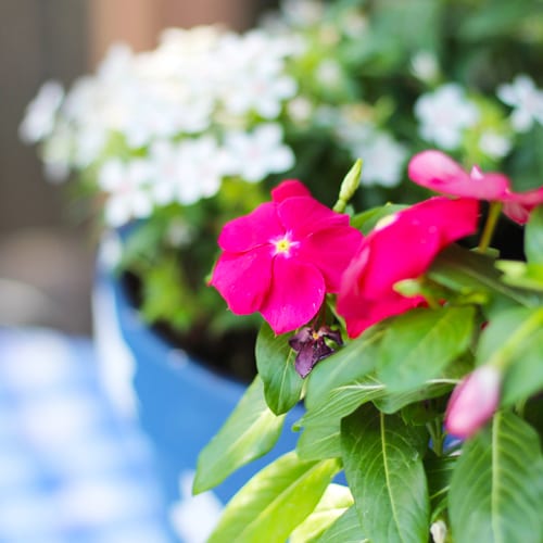 red cora vinca