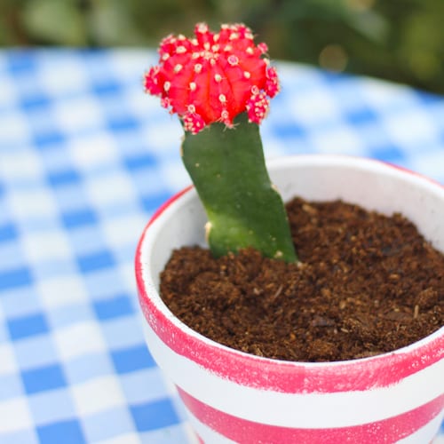 cactus in pot