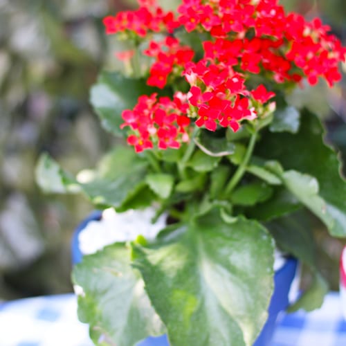red kalanchoe