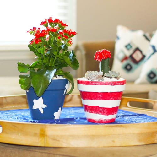 fourth of july indoor container garden