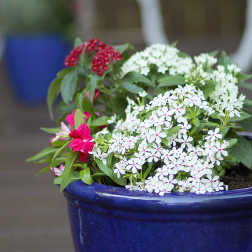 white blooms