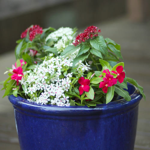 flowers for summer