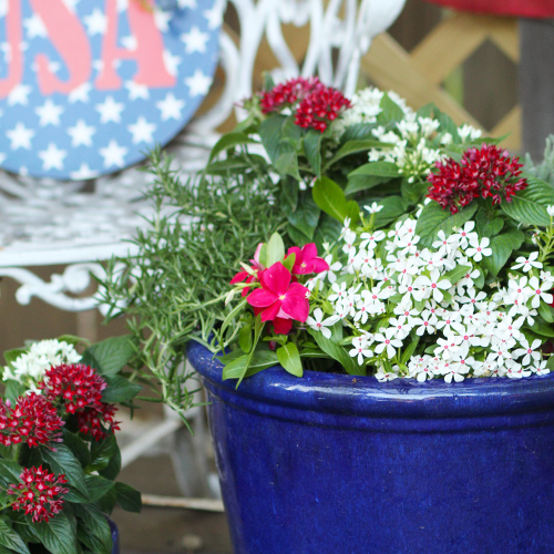 flowers for independence day
