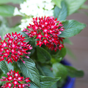 pentas