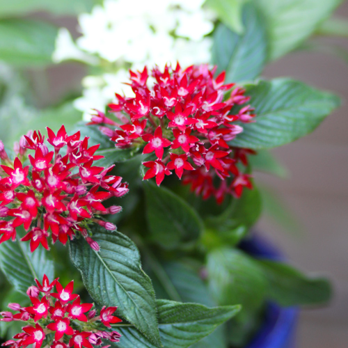 pentas