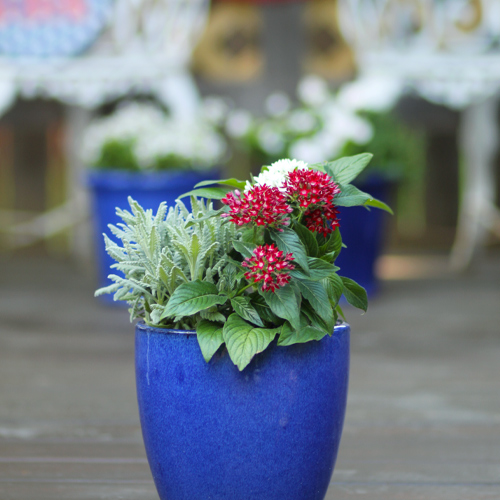 pentas and lavender