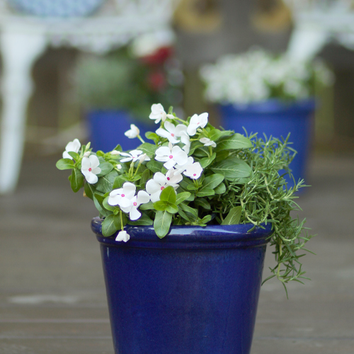 cora vinca