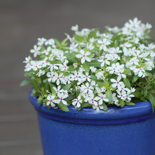 white flowers