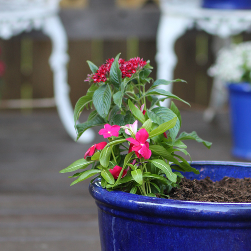 red blooms