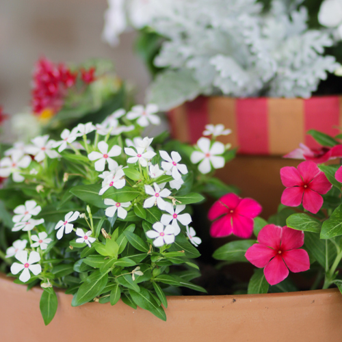 red white blue flowers