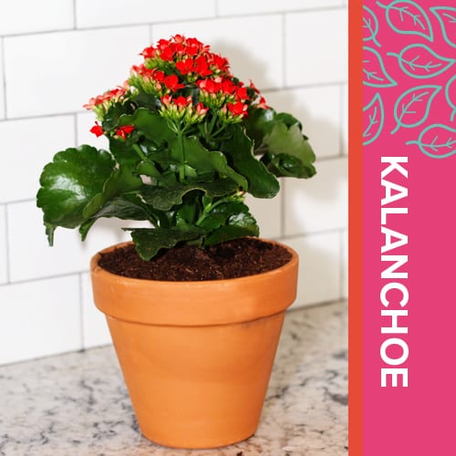kalanchoe