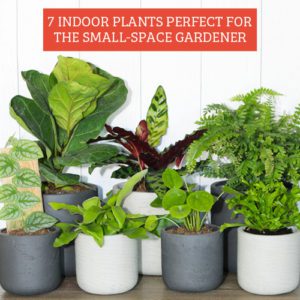 indoor plant ideas