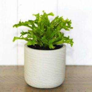 bird's nest fern