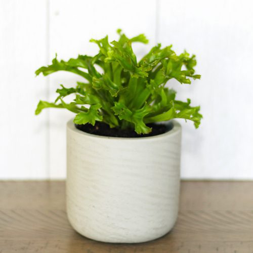 bird's nest fern