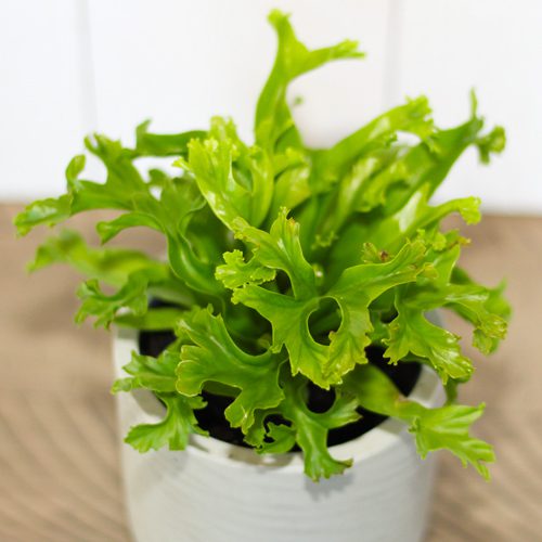 bird's nest fern