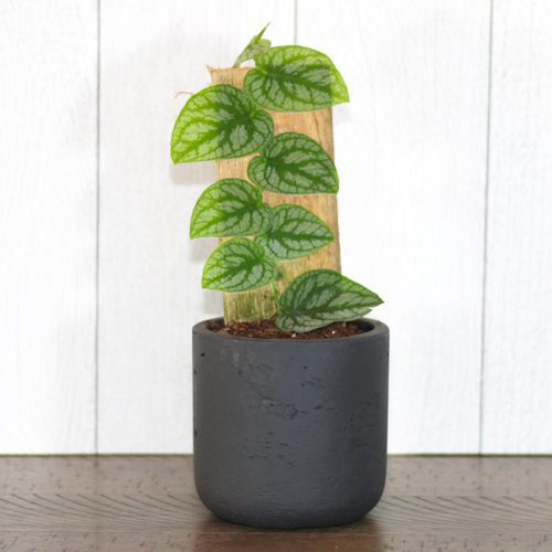 monstera dubia