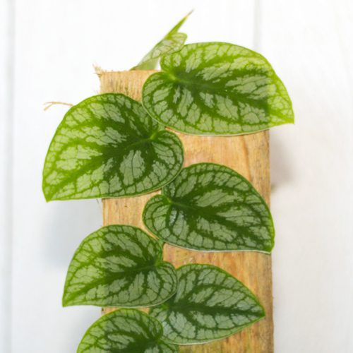 monstera dubia leaves