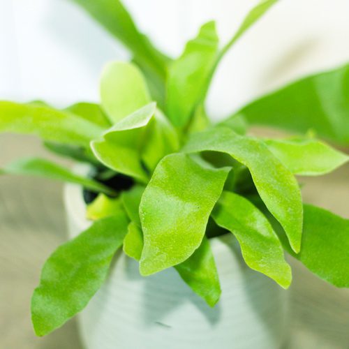 staghorn fern leaves