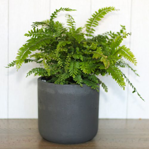 maidenhair fern