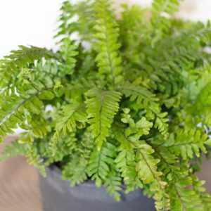 maidenhair fern leaves