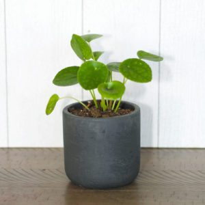 pilea