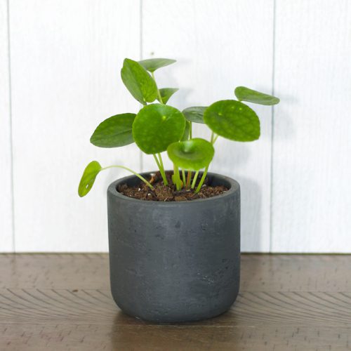 pilea