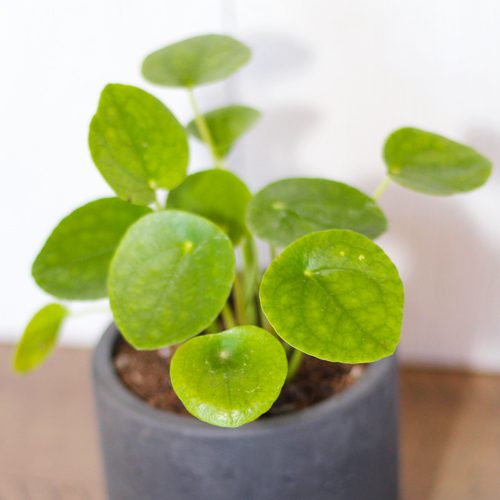 Pilea Peperomioides