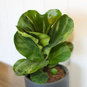 fiddle leaf fig