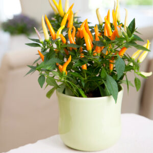 Fall plants for pots