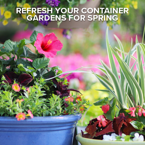 Refresh Your Container Gardens for Spring