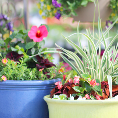 calloway's container gardens