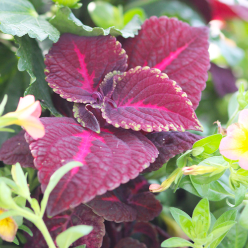 coleus