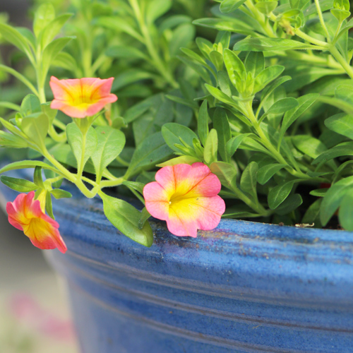 calibrachoa